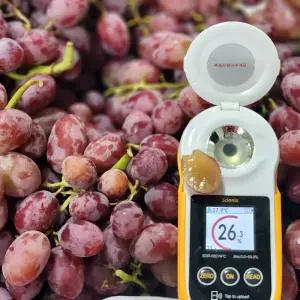 씨없는 코튼 캔디 포도 500g 캔디하트 포도 솜사탕포도 캔디스냅 포도 캔디드림 포도 씨없는포도