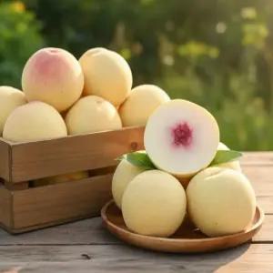 동명 달콤쫀득 가을 제철 설아 복숭아 고당도 설도