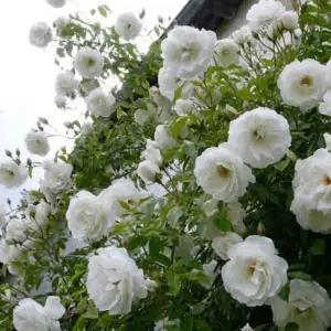 다목농원 스노우왈츠 사계장미 덩쿨 독일 유럽 영국 넝쿨장미 3년생 개화주 정원