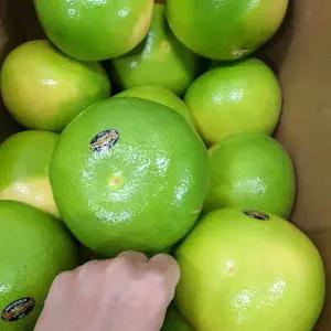 메로골드 미국 청자몽 40과 5입(중과350g내외)