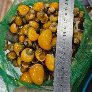 애플스네일 애플달팽이