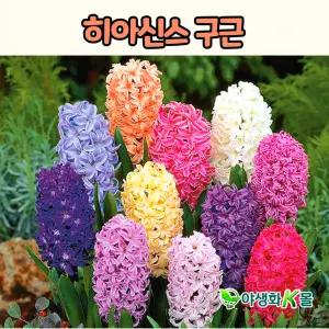 히야신스 구근 4종 추식구근 향기나는 봄꽃