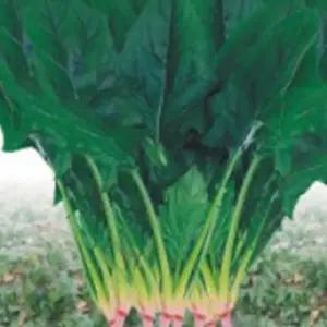 월동시금치 시금치 야채 채소 식물 씨 종자 씨앗 20g 종자판매 시금치품종