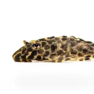 [주니멀열대어]청소물고기 나비비파 4cm 내외관상어