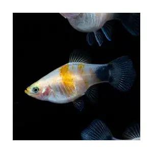 [주니멀열대어][난태생]미키마우스 플래티 (3마리)관상어