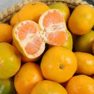 제주 감귤 10kg L 사이즈 / 맛은 그대로 겉보다 속이 진짜 가정용 감귤 / 조생 / 타이벡 / 실중량9kg