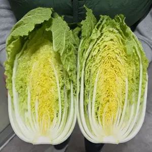 세상별미 고랭지 쌈배추 4kg내외(3-5포기) 쌈용 겉절이