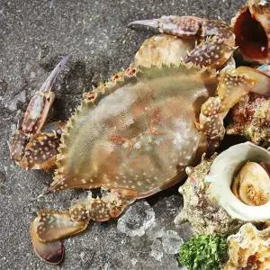 당일조업 서해안 생물 꽃게 2kg 얼음포장 (7~10미 내외)