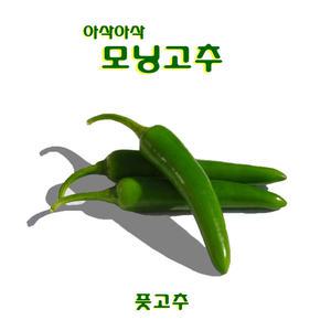꼬레촌고추 오이맛 아삭이 모닝고추 1kg/bag