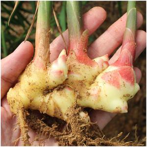 유기농 생강 토종생강 1Kg 2025년산