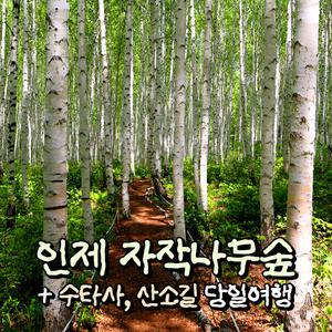 [강원] 인제 원대리 자작나무숲+홍천 수타사(산소길) 당일여행 / 트레킹 / 서울경기出