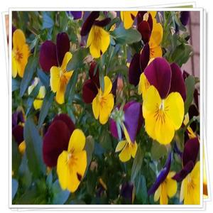 비올라팬지/큰꽃팬지/12포트1세트/겨울화단/거리화분