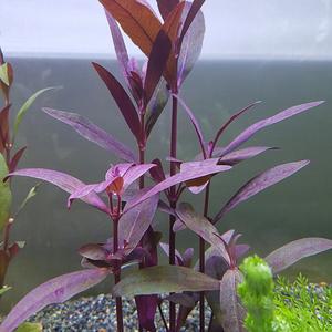 [신세계수족관] 후경수초 알테난테라 세실리스 5촉