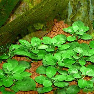 [전경수초] 로벨리아 카디날리스 3촉