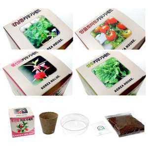 식물키우기 세트 강낭콩 봉선화 상추 방울토마토 새싹키트