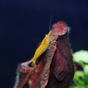 티아쿠아 열대어 노랭이새우 5마리 수족관 관상용쉬림프 관상어