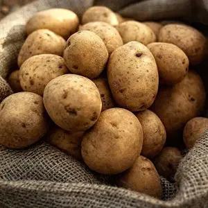 [자연맛남]제주직송 포슬포슬 노지감자 5kg (대)