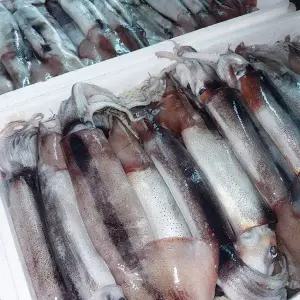 생물 초코 오징어 1kg내외(3~5미 내외)