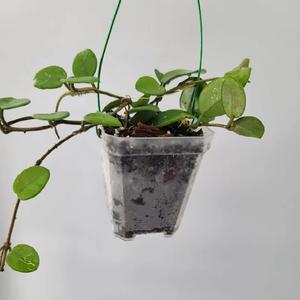 호야 마틸다 걸이(귀엽고 이쁘네요)