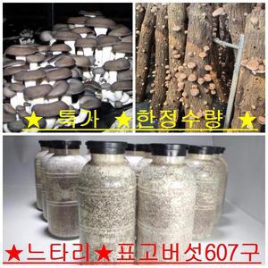 /한정//버섯종균/느타리/표고버섯/607구/13mm/농업용/집안용//