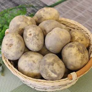 2025년 햇감자(중)20kg 1박스 자연대로팜웨이