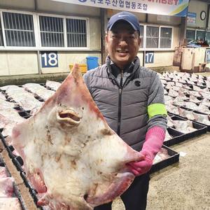 흑산도 손질 홍어 홍어회 1kg 숙성도 조절