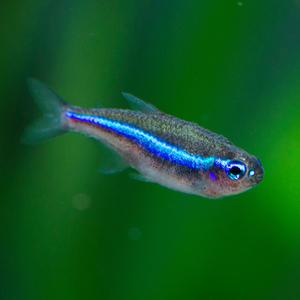 무리를 지어다니는 카라신과-C-02 그린네온테트라 10마리