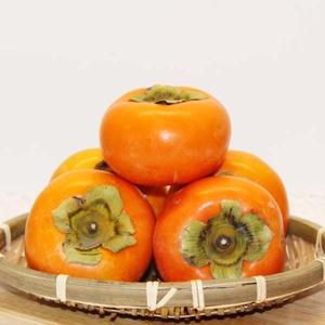 황금열매 제철과일 전남 차량 부유 상서 단감 10kg (상) 60~80과 내외