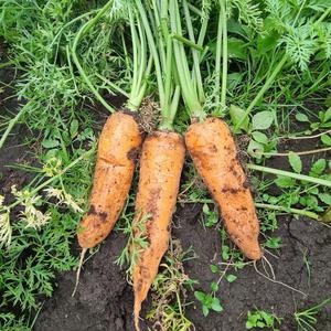 국내산 햇 당근 제주 구좌 흙당근(비세척) 3kg