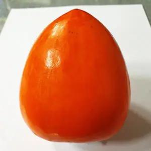 묘목/감나무 (대봉) 접목 2년 포트묘  TJ005