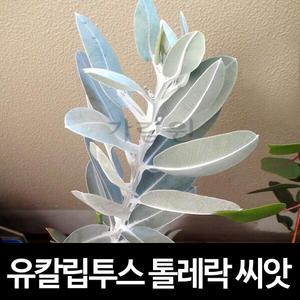 톨레락 유칼립투스 씨앗 허브 종자 테트라고나 10알