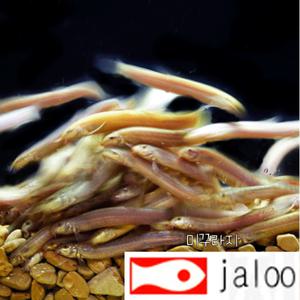 생먹이 자루 미꾸라지 1kg 대형어 먹이 낚시미끼 소,중,대사이즈 선택