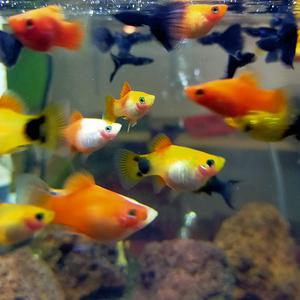 [서진열대어] 새끼를 낳는 난태생- 랜덤 플래티 5마리