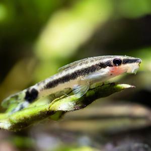 [서진열대어] 수초 및 벽면청소 물고기- 오토싱 2마리