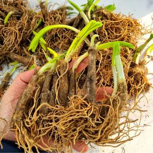 명이나물 모종 7년생 100촉(주) 텃밭가꾸기