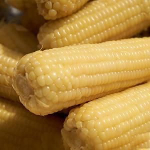 [자연품애] 백찰옥수수 20개입 특대 (14-16cm 내외)