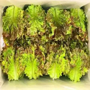 (쌈바쌈바) 산지 꽃상추 1,2,4kg [국산:경남고성군]