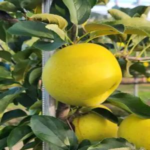 주왕산 털보네 껍질 채 먹는 황금사과 시나노골드 흠과