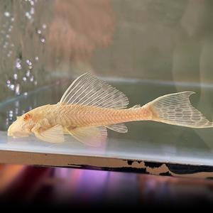 나나아쿠아 열대어 알비노 나비비파 1마리 청소고기