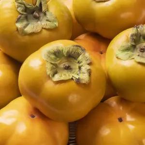 옥이네청과 경남 햇 단감 5kg 부유 태추 상서 배단감