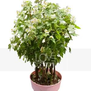 드레게이글래스고베고니아(중품) 초화 실내관엽 화분 무늬 실내 공기정화 식물 인테리어