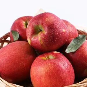 아삭 달콤한 문경 햇 감홍사과 5kg 가정용(14-16과)