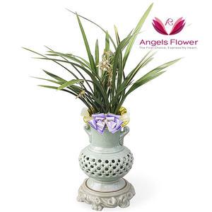 [엔젤스플라워] 채홍 고급형 투각분 동양란 관엽식물 전국 꽃배달서비스