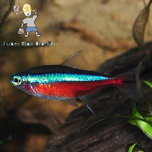 [힘찬열대어] 카디날 테트라 8마리