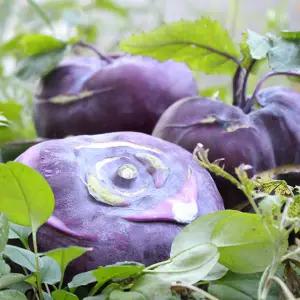 [롯데백화점]친환경팔도 [팔도농장] 아삭 달콤한 햇 콜라비 3kg