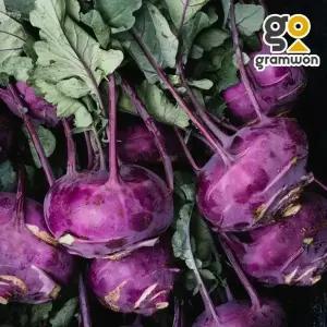 햇 콜라비 10KG 피클 자색무 동치미 생채 국내산