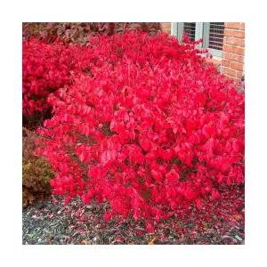 그루담다 콤팩트 화살나무 묘목 3치 포트