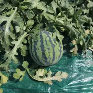 국내산 아삭하고 시원한 여름 하우스 수박 7kg 내외 - 주스 / 화채 / 스무디