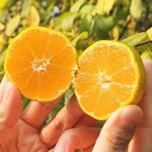 제주 노지 감귤 4.5kg(소과/2S)