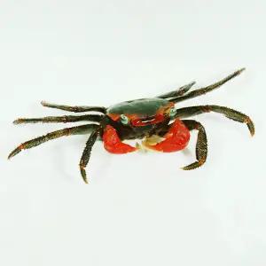 미니~대사이즈 도둑게+사료 스마일크랩 키우기 스마일게 도둑게사료